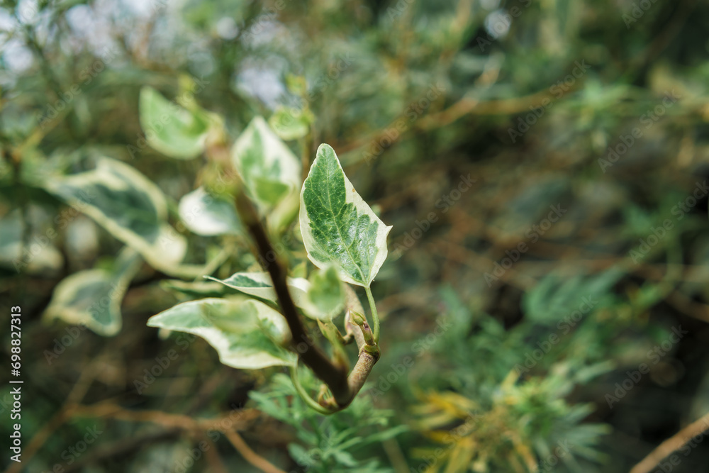 Leaf of a large plant in selective focus