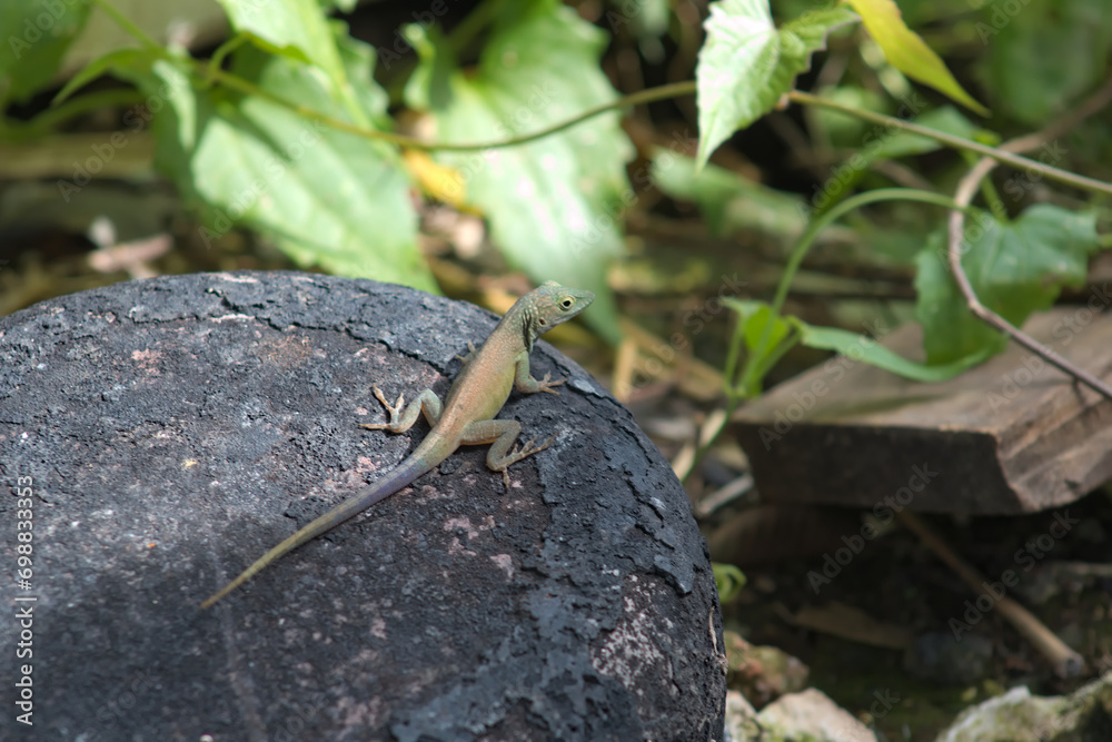 Obraz premium Lizard Animal on Rusty Surface