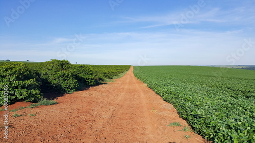 Composição de paisagem com estrada rural, plantação de soja ao lado direito e plantação de café ao lado esquerdo, e céu azul ao fundo. photo
