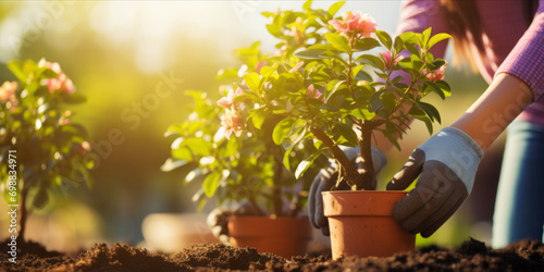 A person wearing gloves is tending to a potted pink azalea plant in a garden setting. photo