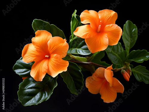 crossandra flower in studio background, single crossandra flower, Beautiful flower, ai generated image photo