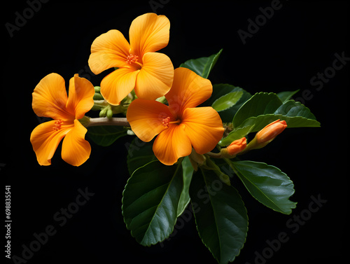 crossandra flower in studio background, single crossandra flower, Beautiful flower, ai generated image photo