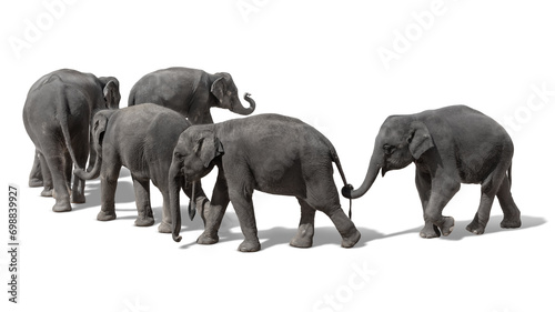 Photography A herd of Thai elephants holding each other's tails with their trunks, walking i