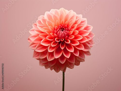 dahlia flower in studio background, single dahlia flower, Beautiful flower, ai generated image