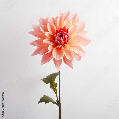 dahlia flower in studio background  single dahlia flower  Beautiful flower  ai generated image