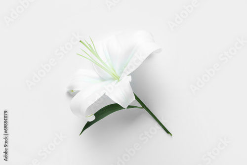 Beautiful lily flower on white background