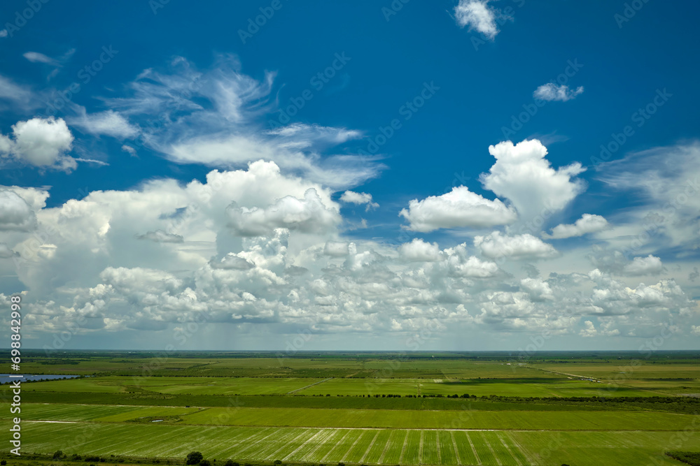 Green agricultural field with growing crops in summer season. Farming and agriculture industry Green agricultural field with growing crops in summer season. Farming and agriculture industry