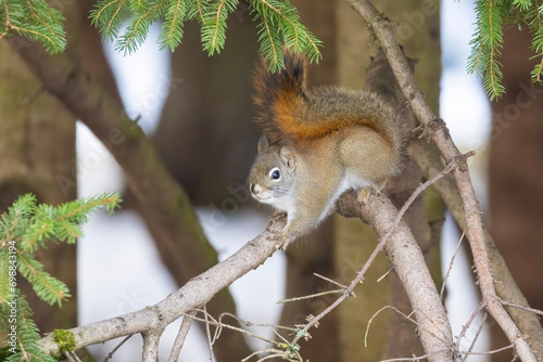  American red squirrel (Tamiasciurus hudsonicus) in winter