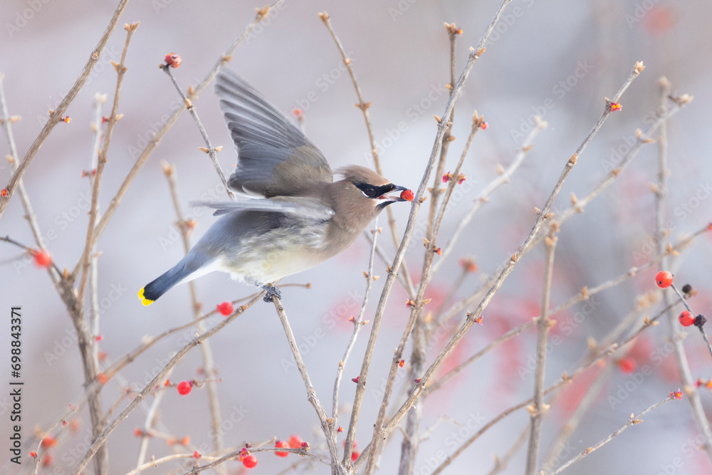 Naklejka premium cedar waxwing in winter
