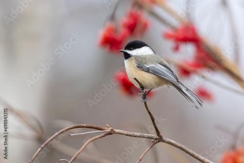 black-capped chickadee (Poecile atricapillus) in winter photo
