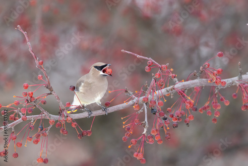 cedar waxwing in winter