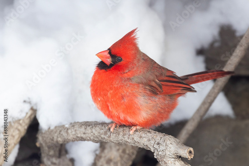Northern cardinal (Cardinalis cardinalis) in winter © Mircea Costina