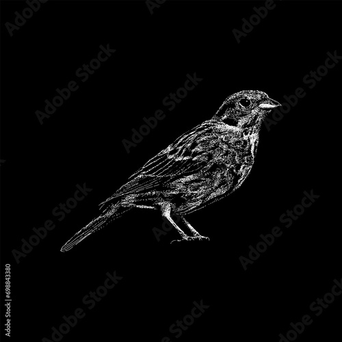 Yellowhammer hand drawing vector isolated on black background.