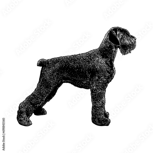 Giant Schnoodle hand drawing vector isolated on background.