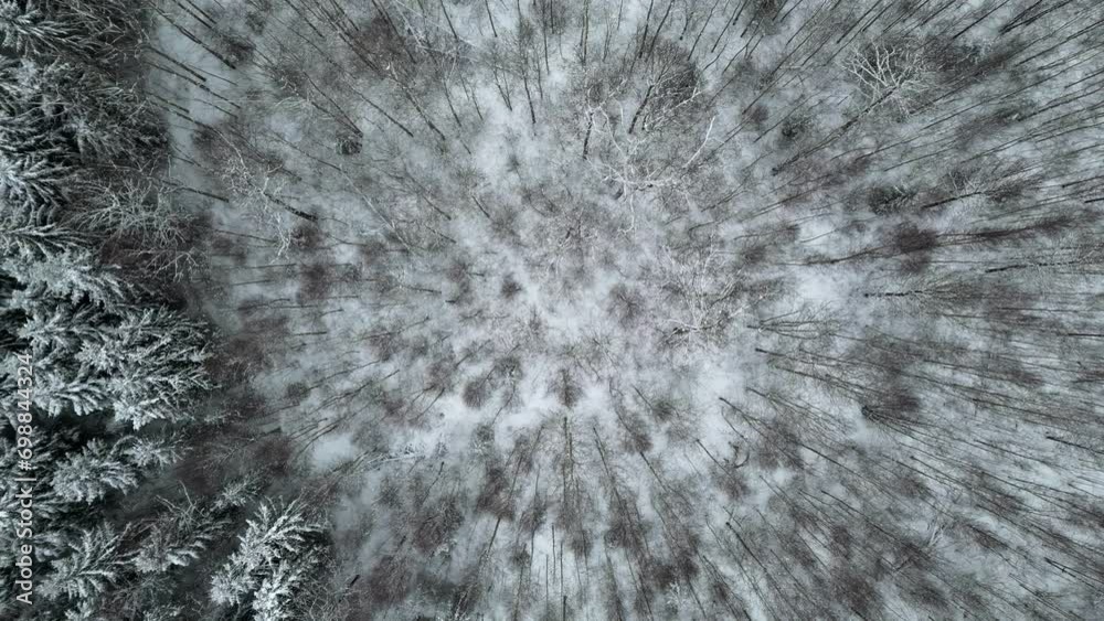 Snow covered natural forest in cold winter day, young and old trees, top down Snow covered natural forest in cold winter day, young and old trees, top down