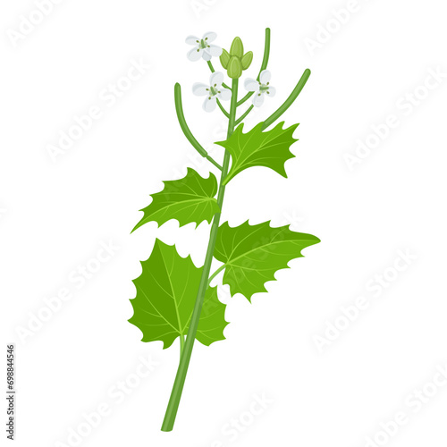 Vector illustration, Alliaria petiolata, or garlic mustard, isolated on white background.