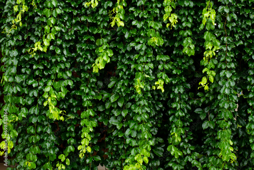Abstract green leaves of vine plant climbing the wall for background Abstract green leaves of vine plant climbing the wall for background