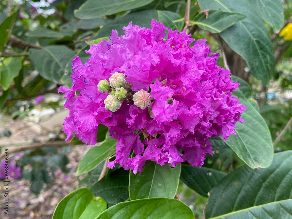 beautiful pink Lagerstroemia speciosa flowers in the garden beautiful pink Lagerstroemia speciosa flowers in the garden