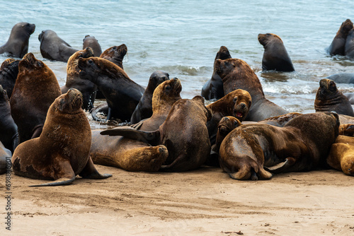 Sea lions on the sand of the beach.