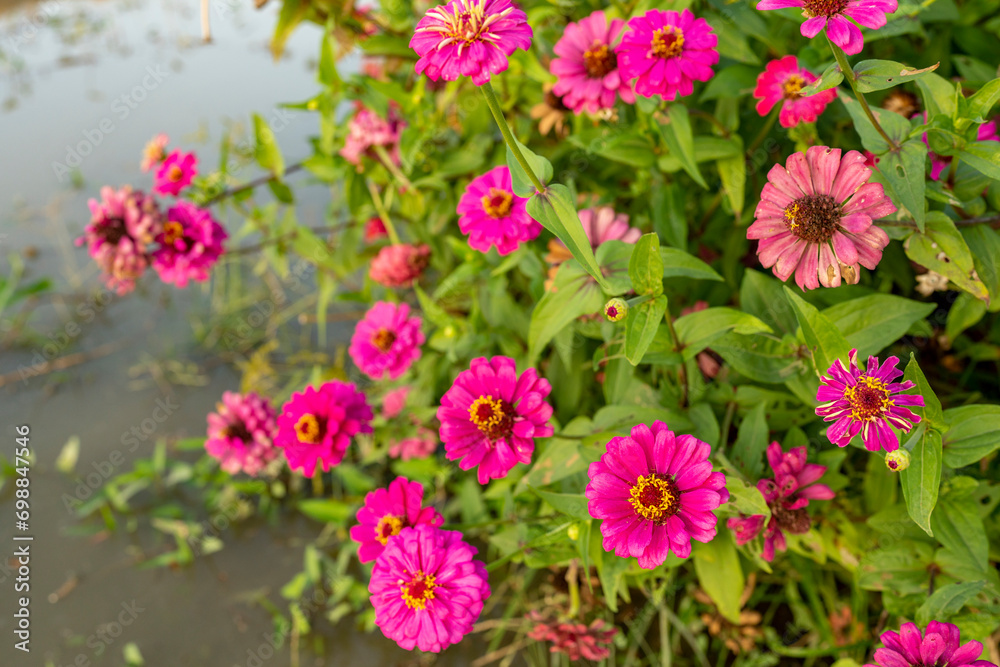 pink flowers in the garden pink flowers in the garden