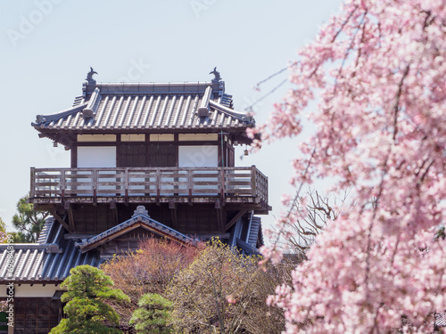 お城の桜 © Masahiro