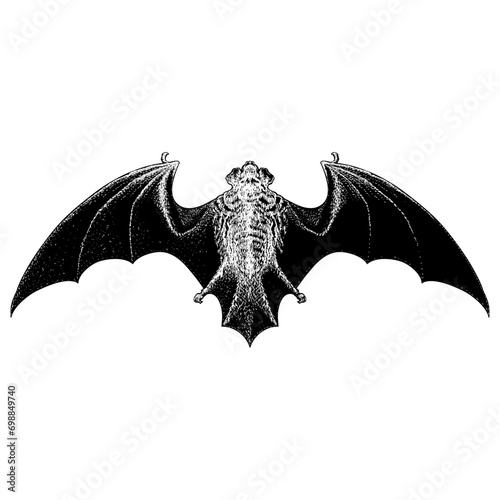 Hoary Bat hand drawing vector isolated on background.