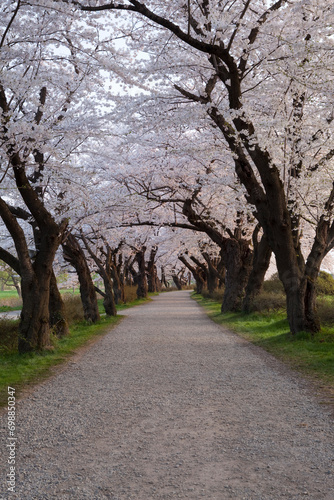 桜並木道 © kiyo