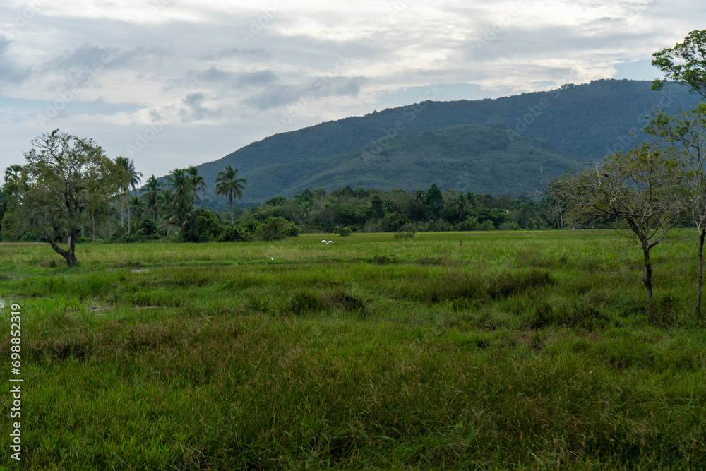 Fototapeta premium landscape with trees and clouds
