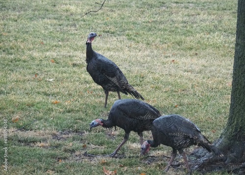 Wild turkeys walking across Kansas. 