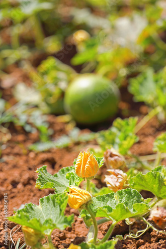 Ash Gourd flower in agriculture field  