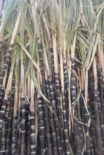 Fresh sugar canes for sale 