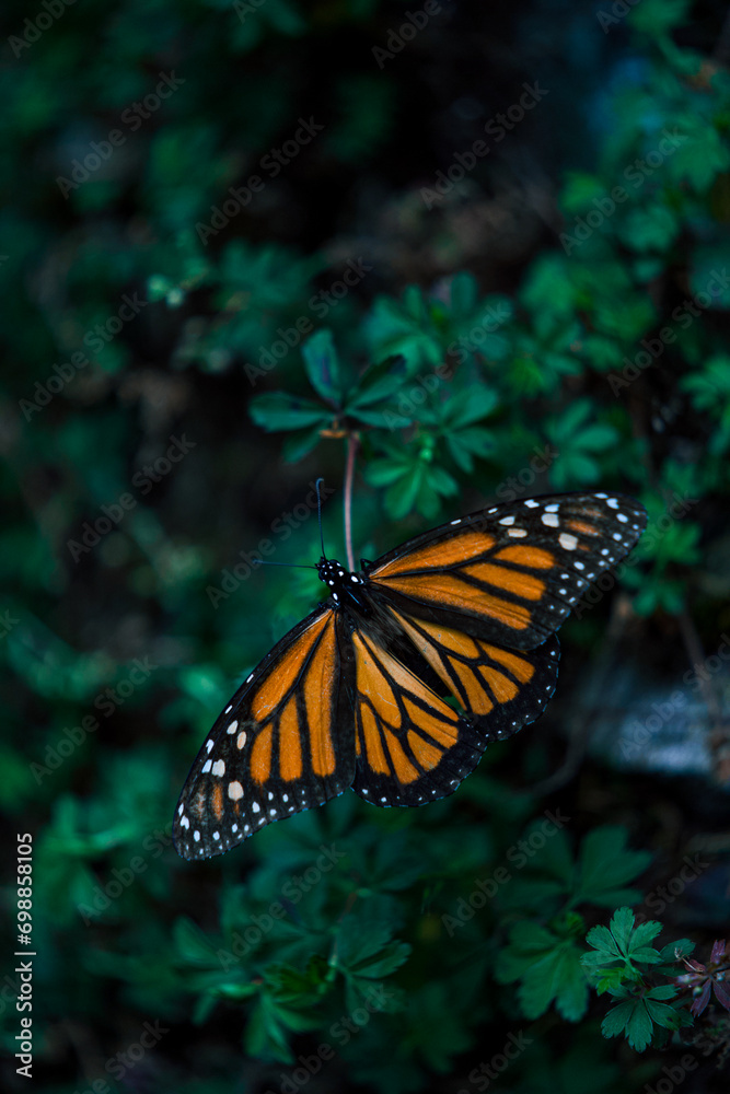 Fototapeta premium Mariposa Monarca