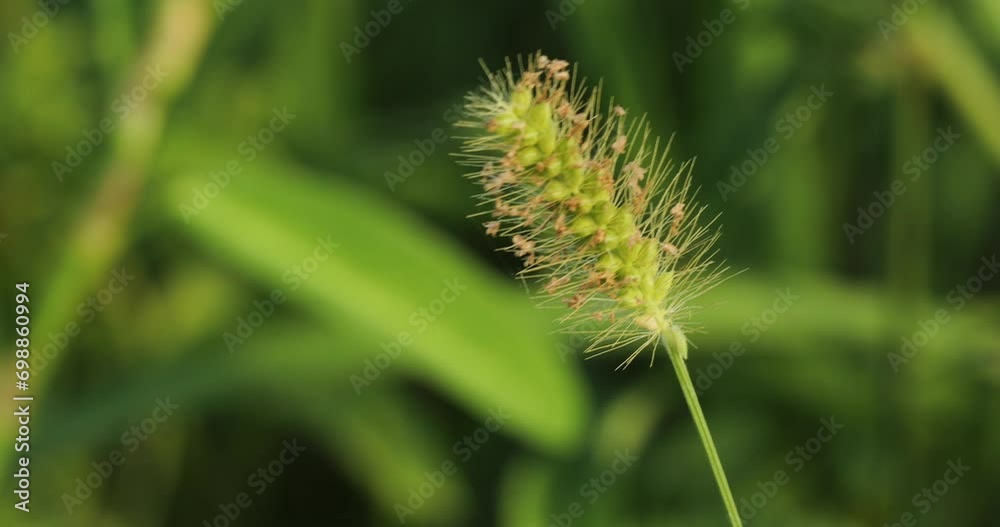 Foxtail grass closeup with blurred background. Foxtail grass closeup with blurred background.