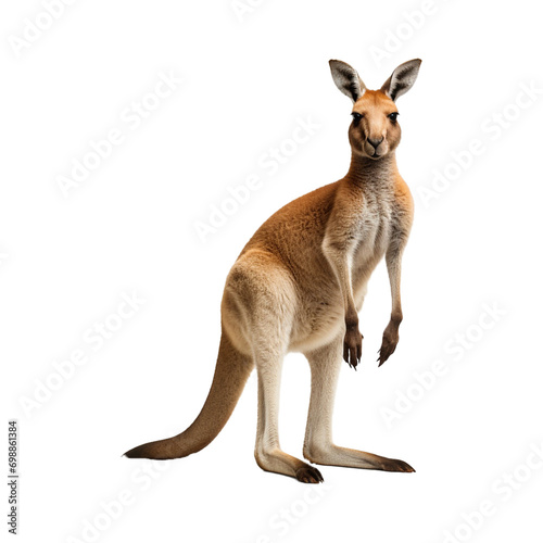 kangaroo isolated on transparent background © Mubeen