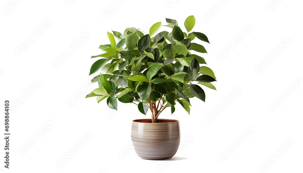 Ficus in a pot isolated on white background, clipping path included