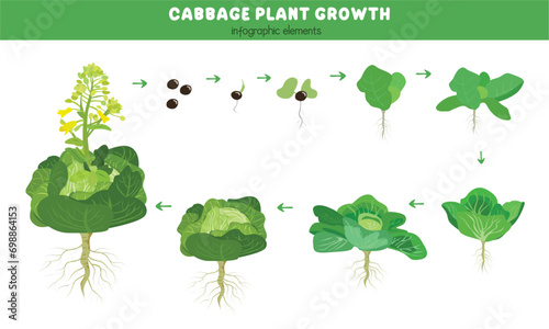 Cabbage plant growth stages. Green leaves plant. Cabbage life cycle. Growth cycle vector. Vegetables vector. Flat vector in cartoon style isolated on white background. 