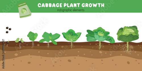 Cabbage plant growth stages. Green leaves plant. Cabbage life cycle. Growth cycle vector. Vegetables vector. Flat vector in cartoon style isolated on white background.