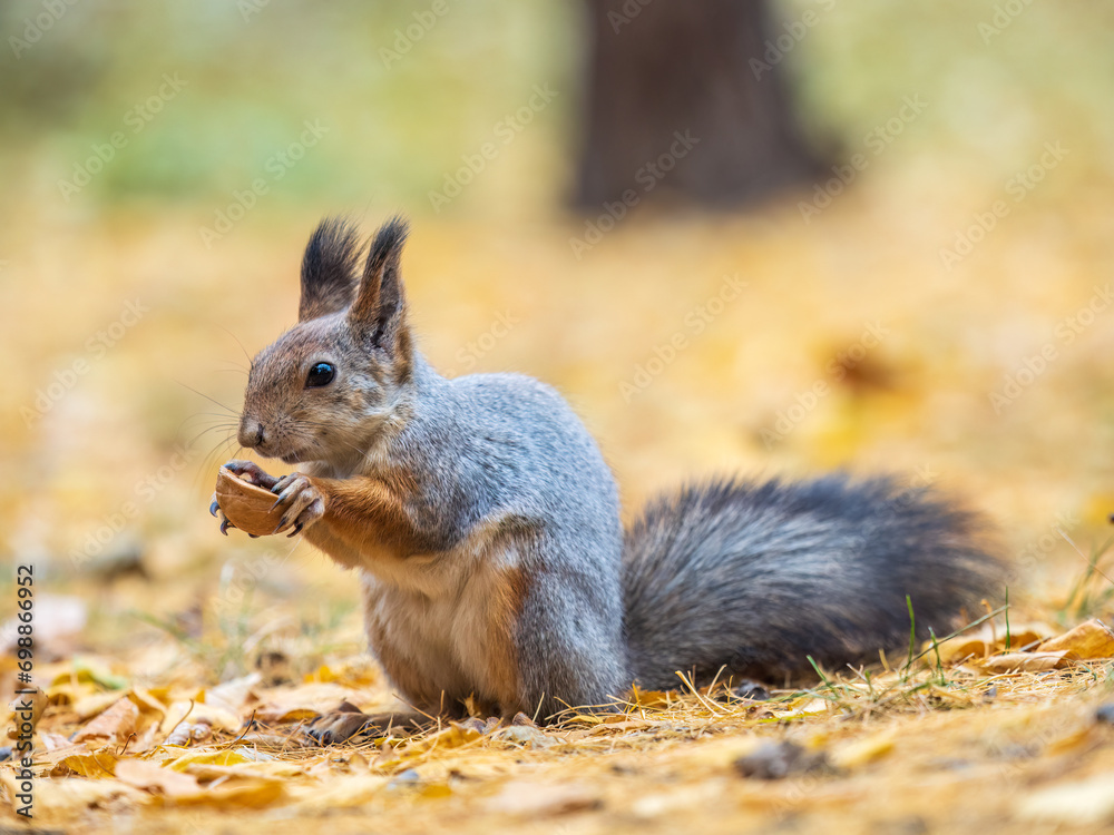 Autumn squirrel with nut sits on green grass with fallen yellow leaves Autumn squirrel with nut sits on green grass with fallen yellow leaves