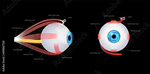 Extraocular muscles anatomy