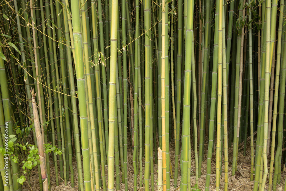 Close-up of bamboo colony growing at the edge of the field Close-up of bamboo colony growing at the edge of the field