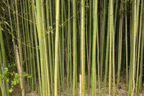 Close-up of bamboo colony growing at the edge of the field