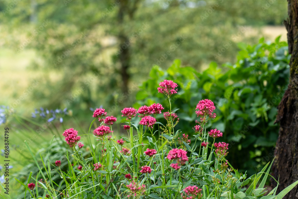 Purple Flowers Grace a Garden, Creating a Vibrant and Enchanting Floral Display in Nature's Colourful Tapestry Purple Flowers Grace a Garden, Creating a Vibrant and Enchanting Floral Display in Nature's Colourful Tapestry