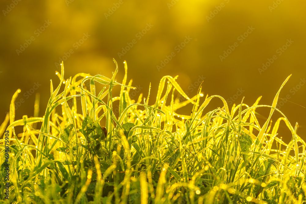 Plant grass wet with dew on meadow field at sunrise