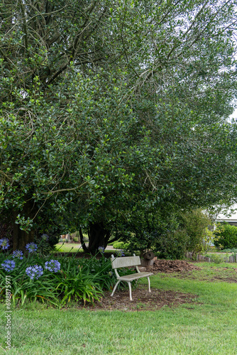 bench in the garden