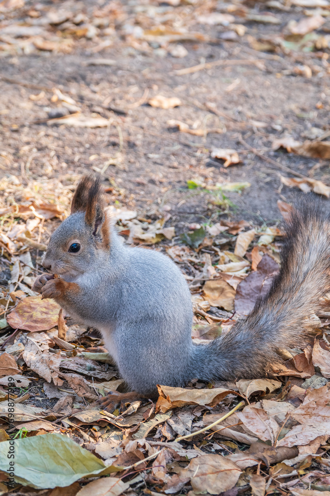 Autumn squirrel with nut sits on green grass with fallen yellow leaves Autumn squirrel with nut sits on green grass with fallen yellow leaves