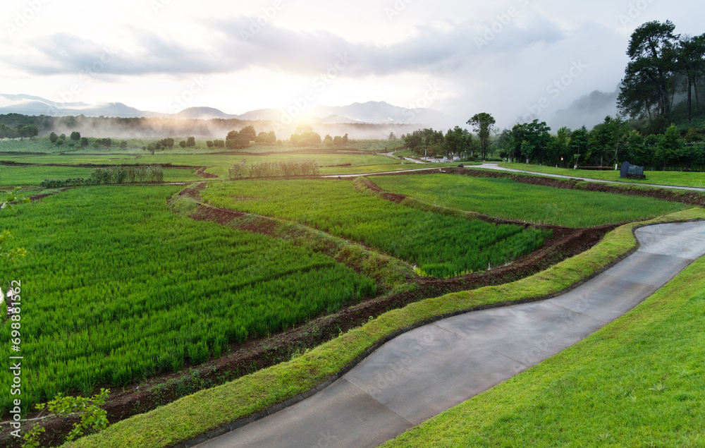 The path through the rice fields The path through the rice fields