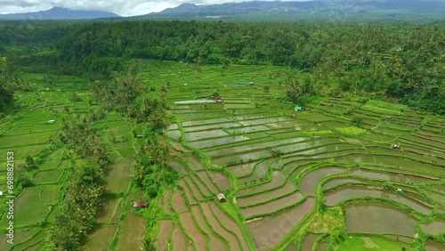 Flying over large flooded rice growing paddy fields in Balinese rural area photo