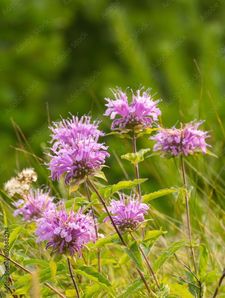 Wild Bergamot with Bright Pink Flowers Blooming in Rural Montana Wild Bergamot with Bright Pink Flowers Blooming in Rural Montana
