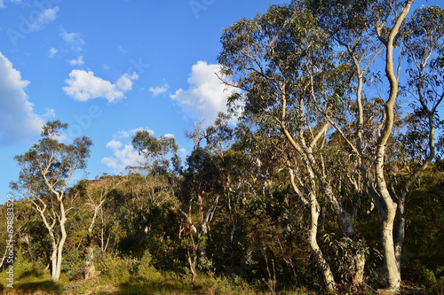 A view of the eucalyptus forest in the Blue Mountains of Australia.
