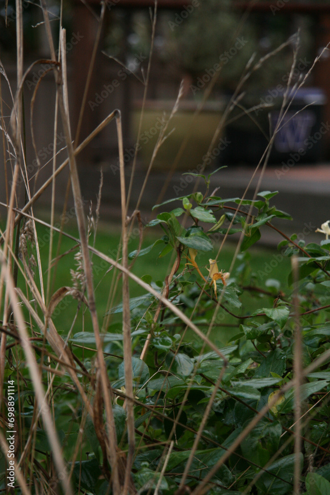 Shrubs; bare plants with a backyard in the background; rainy day Shrubs; bare plants with a backyard in the background; rainy day